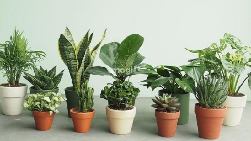 Một số lưu ý khi chọn cây cho người mệnh Thổ 