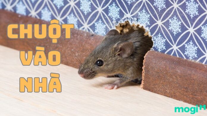 Chuột vào nhà là điềm gì?