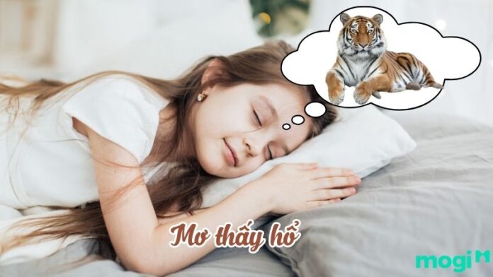 Mơ thấy hổ là điềm lành hay dữ? Giải mã chi tiết giấc mơ mơ thấy hổ