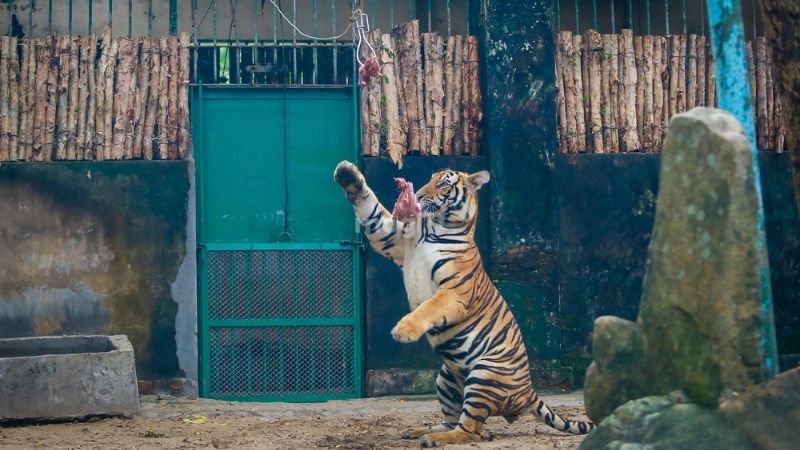 Mơ thấy hổ là điềm lành hay dữ? Giải mã chi tiết giấc mơ mơ thấy hổ 6 Mơ mình nuôi hổ