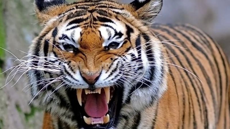Mơ thấy hổ là điềm lành hay dữ? Giải mã chi tiết giấc mơ mơ thấy hổ 13 Mơ hổ gầm rú