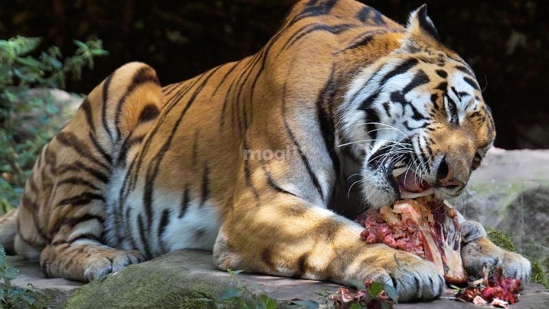 Mơ thấy hổ là điềm lành hay dữ? Giải mã chi tiết giấc mơ mơ thấy hổ 12 Mơ hổ ăn thịt người