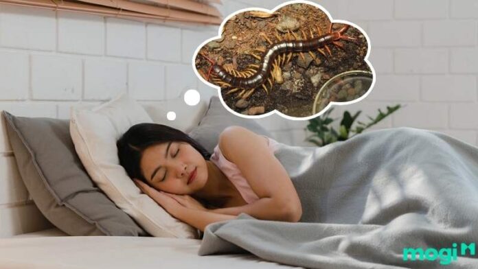 Mơ thấy rết