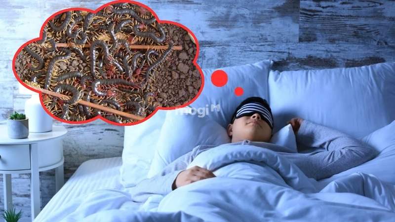 Mơ thấy rất nhiều rết bao quanh mình