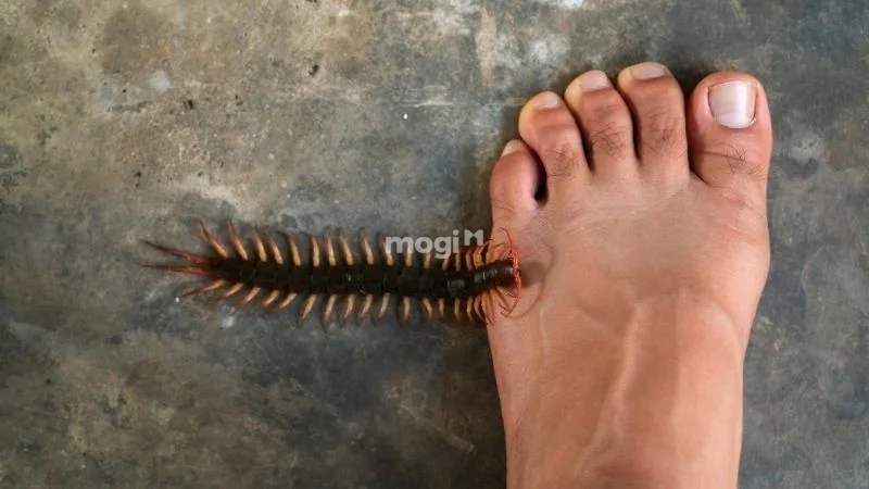 Mơ thấy rết đuổi theo mình