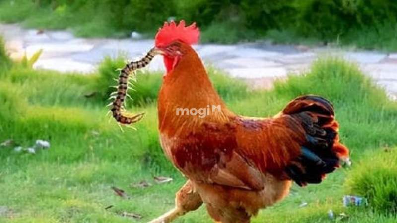 Nằm mơ thấy gà đang mổ rết