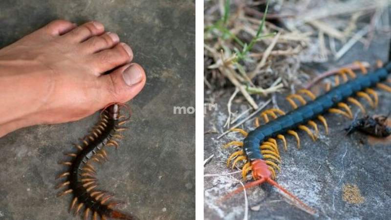 Mơ thấy mình giẫm lên con rết
