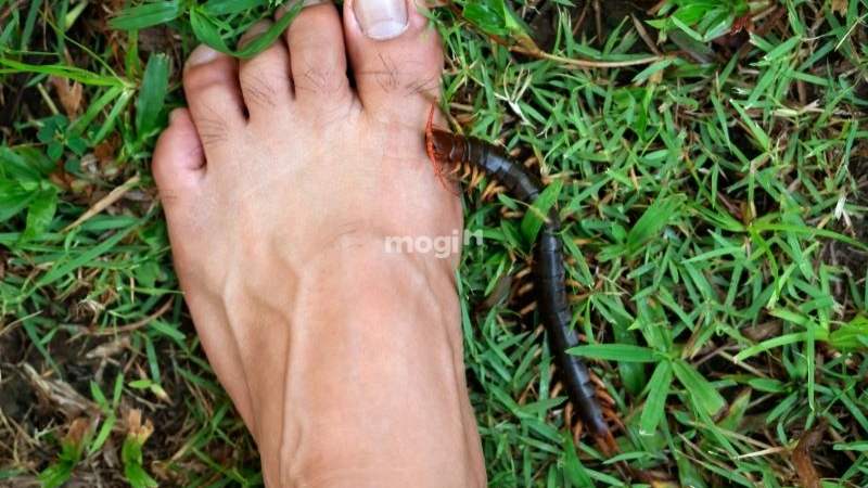 Nằm ngủ thấy bị rết cắn