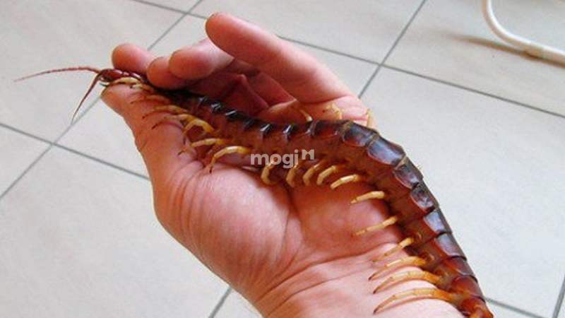 Nằm mơ thấy giết rết