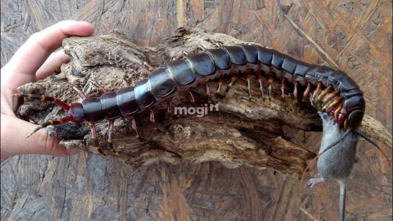 Ngủ mơ thấy con rết khổng lồ