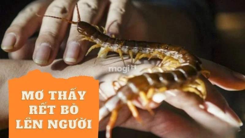Nằm mơ thấy rết bò lên người