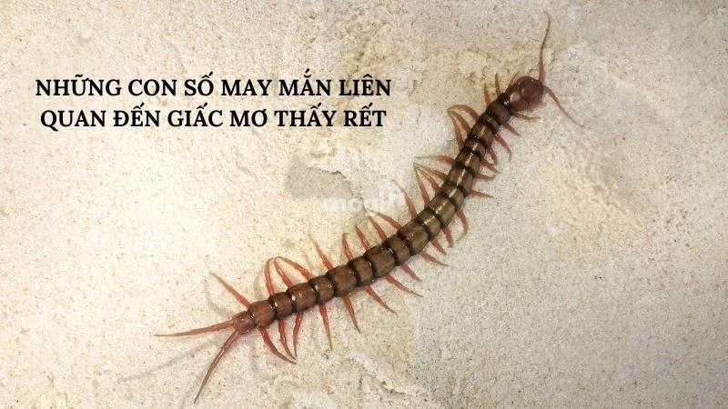 Những con số may mắn liên quan đến giấc mơ thấy rết
