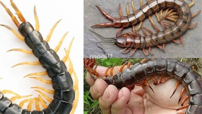 Giải mã tổng quan giấc mơ thấy rết