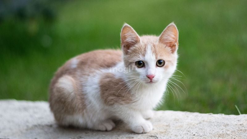 Mơ thấy mèo là điềm lành hay dữ? Giải mã con số liên quan 1 Mơ thấy mèo là điềm báo gì?