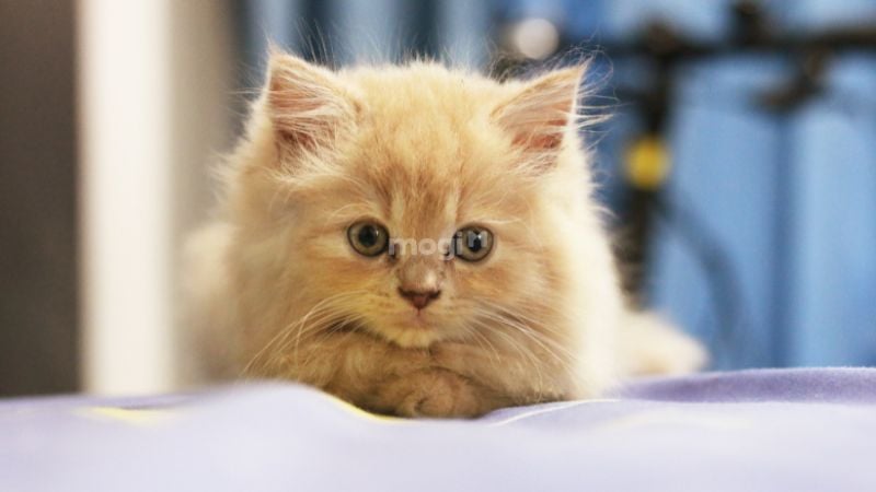 Mơ thấy mèo là điềm lành hay dữ? Giải mã con số liên quan 2 Nhiều người tin rằng mơ thấy mèo con là điềm báo tốt lành