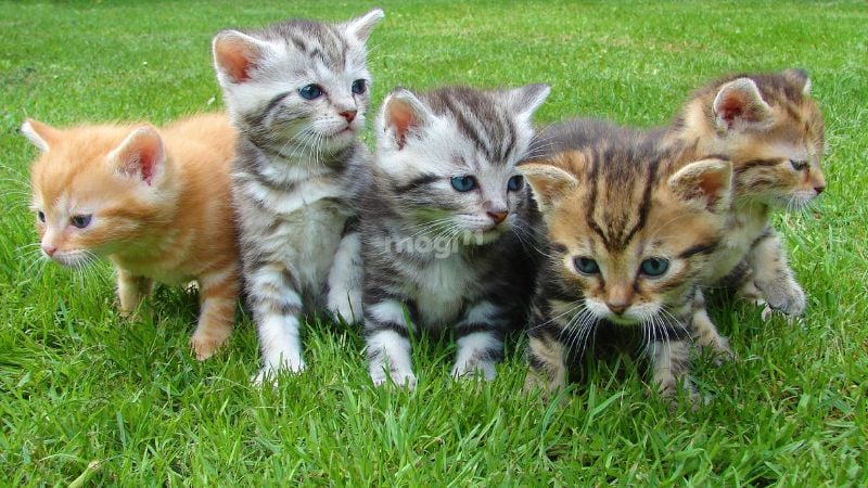 Mơ thấy mèo là điềm lành hay dữ? Giải mã con số liên quan 5 Mơ thấy nhiều mèo thường là dấu hiệu bạn đang rối bời, áp lực