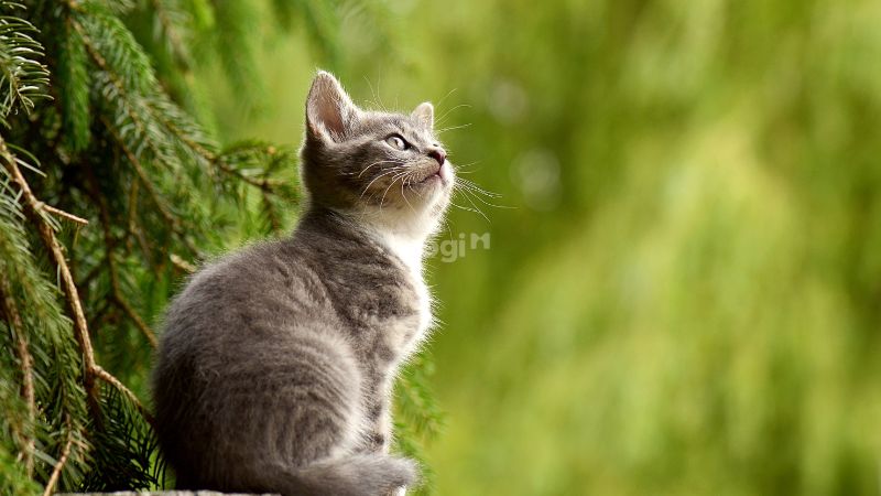 Mơ thấy mèo là điềm lành hay dữ? Giải mã con số liên quan 13 Mơ thấy mèo xám? Nên cẩn thận với thử thách tiềm ẩn
