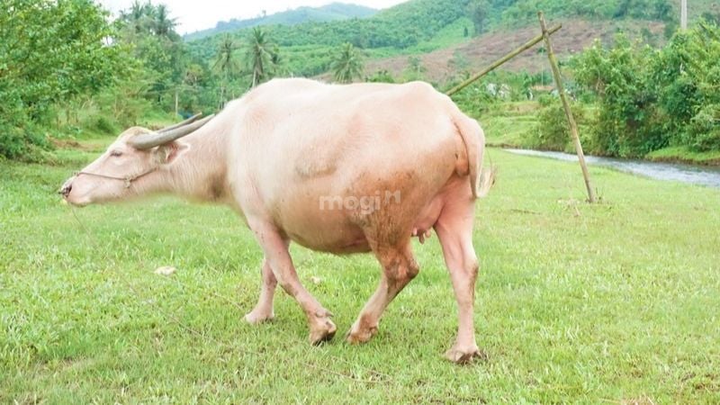 mơ thấy con trâu trắng