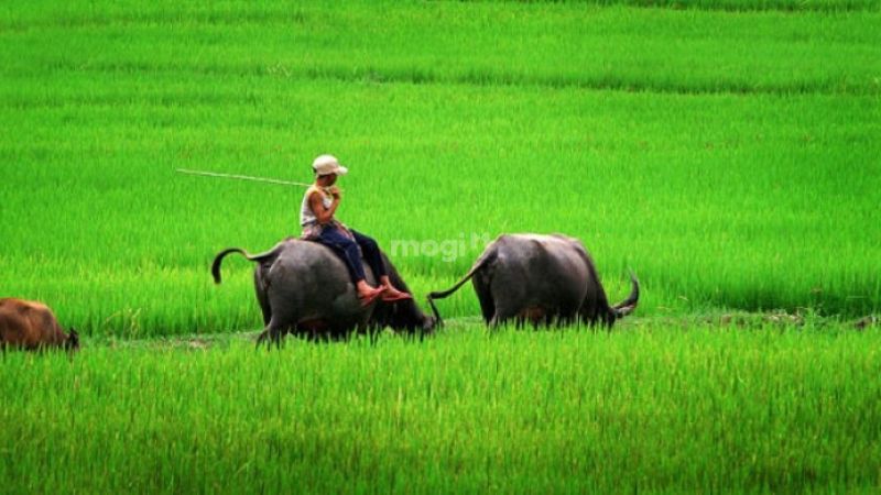 mơ thấy mình đang cưỡi trâu