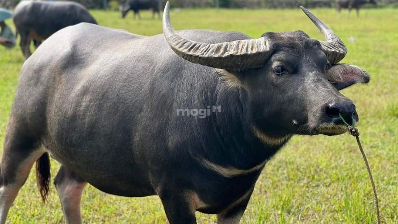 mơ thấy mình bị trâu húc