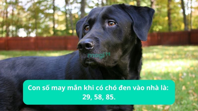 Ba con số may mắn khi chó đen vào nhà
