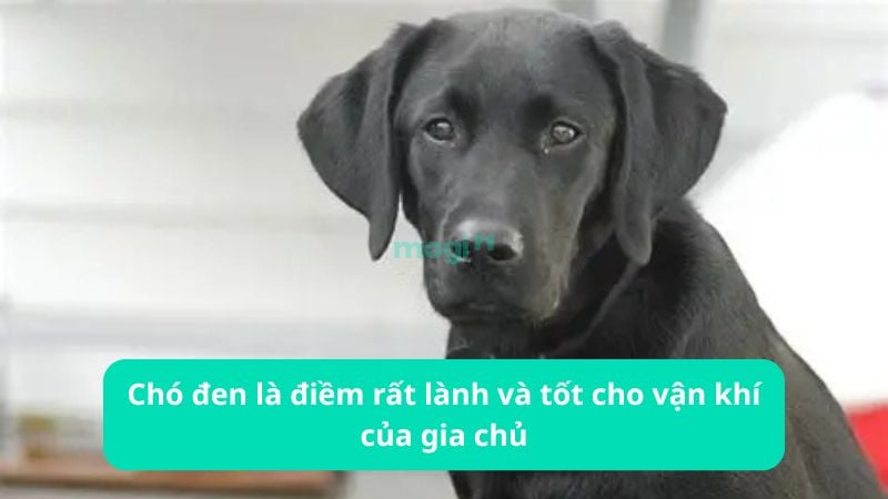 Theo tâm linh, chó đen vào nhà thường là điềm rất lành