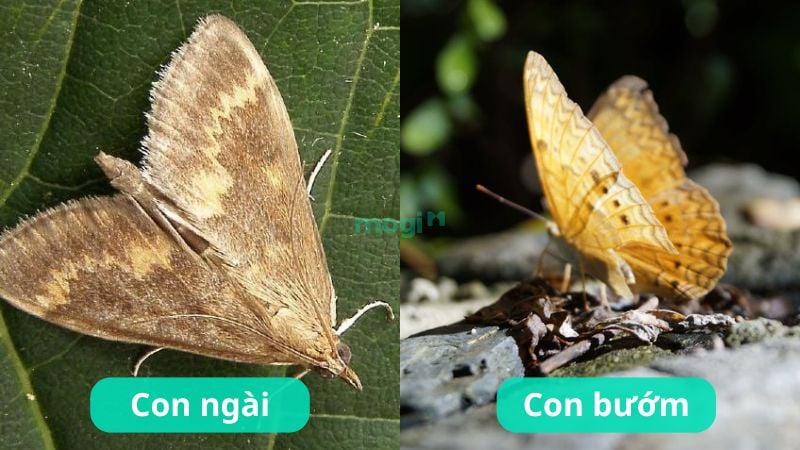 Phân biệt con ngài và con bướm