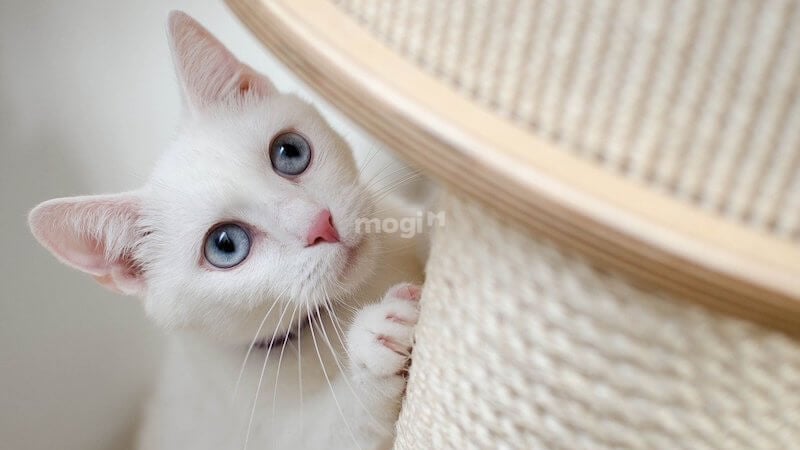 Điềm báo mèo trắng vào nhà