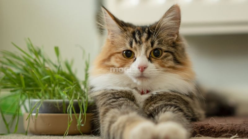 Điềm báo mèo tam thể vào nhà