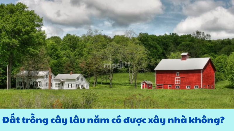 Đất trồng cây lâu năm có được xây nhà không