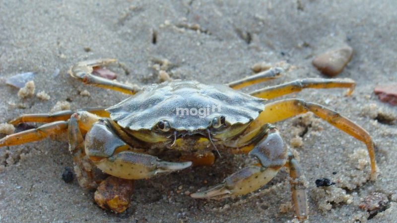 Cua bò vào nhà là điềm gì