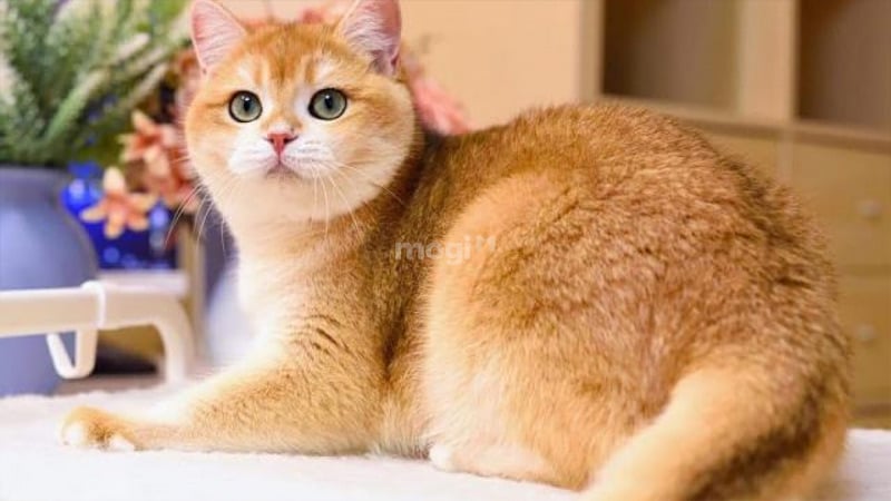 Luận giải điềm báo mèo vào nhà theo khung giờ