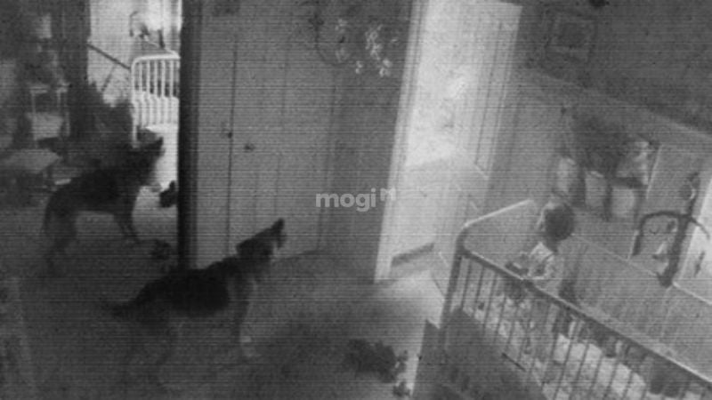 Động vật như chó và mèo thường có khả năng cảm nhận năng lượng siêu hình mạnh hơn con người