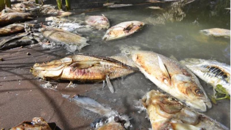 Mơ thấy bắt cá chết có thể báo hiệu bạn đang bị lợi dụng làm việc trái lương tâm