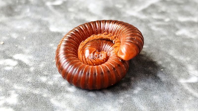 Cuốn chiếu bò vào nhà là điềm gì? Cách xử lý nhanh và đúng 2 Tại sao cuốn chiếu bò vào nhà?