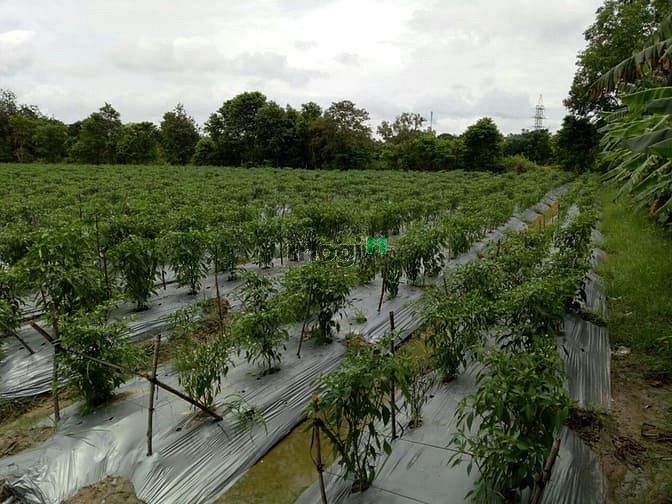 Hình ảnh Cần bán đất thích hợp làm nhà vườn - xã Tân An Hội - Củ Chi