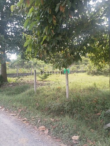 Hình ảnh Cần bán đất mặt tiền đường Trần Thị Hải - xã Tân An Hội - Củ Chi