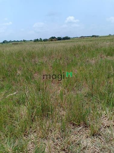 Hình ảnh Bán đất thổ vườn Phú hữu Nhơn trạch, giáp quận 2, 1,3 triệu/ m2 giá rẻ
