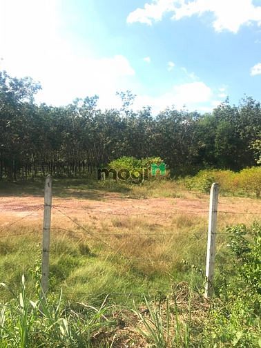 Hình ảnh Cần bán đất mặt tiền đường Trung Lập - xã Trung Lập Thượng - Củ Chi