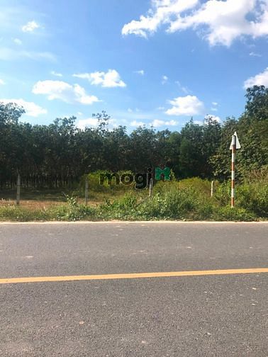 Hình ảnh Cần bán đất mặt tiền đường Trung Lập - xã Trung Lập Thượng - Củ Chi