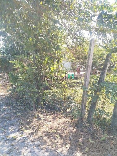 Hình ảnh Cần bán đất khu dân cư xã Tân An Hội - Củ Chi