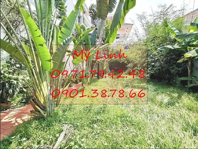Hình ảnh B.thư Thảo Điền 2 sân vườn hồ bơi 2 - 62tr/th - 2
