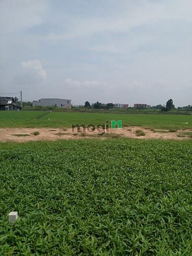 Hình ảnh Cần bán đất đường xe hơi xã Bình Mỹ - Củ Chi