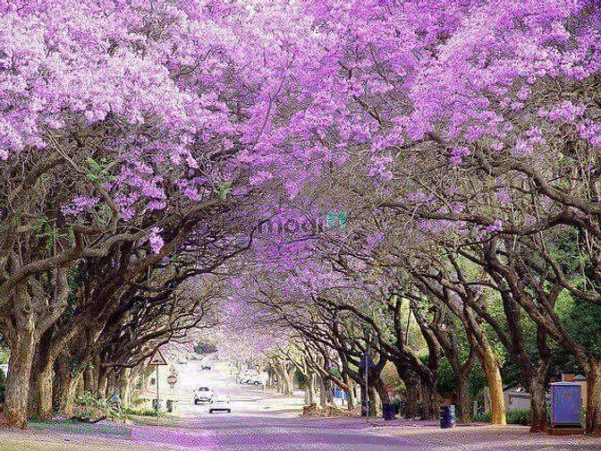Hình ảnh siêu phẩm đât nên mặt tiền đương 10m5, view kenh sinh thái, giá rẻ