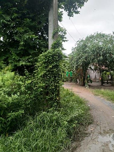 Hình ảnh Cần bán đất 2 mặt tiền - xã Tân An Hội - Củ Chi
