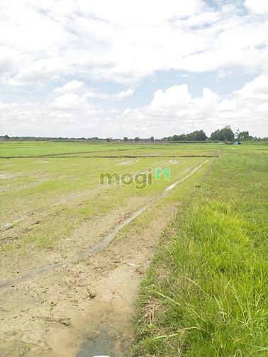 Hình ảnh Cần bán đất xã Thái Mỹ - Củ Chi