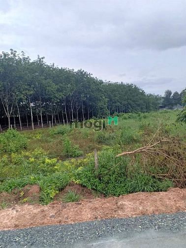 Hình ảnh Cần bán đất mặt tiền đường Bà Thiên - xã Nhuận Đức - Củ Chi