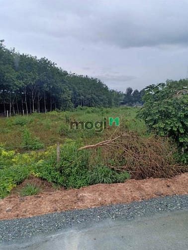 Hình ảnh Cần bán đất mặt tiền đường Bà Thiên - xã Nhuận Đức - Củ Chi