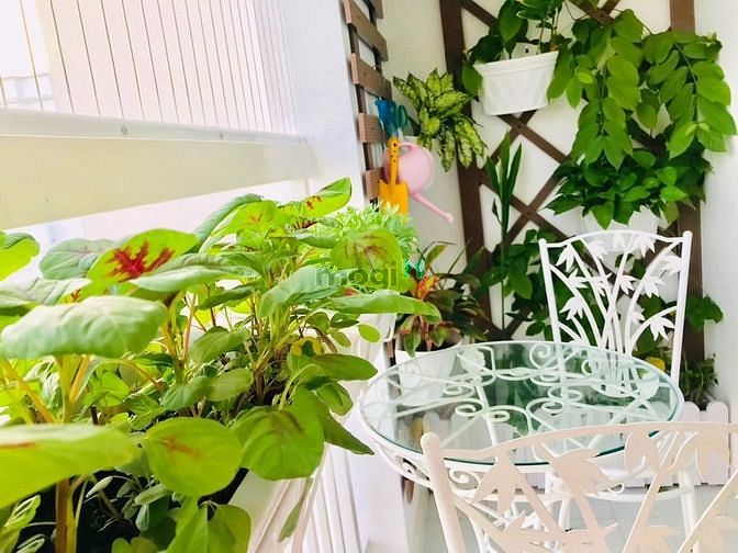 Hình ảnh Bán Trang Chủ MB66.COM / Đăng Ký Tặng 66K Phú Thạnh, DT 45m2, 1PN, giá 1.3 tỷ TL