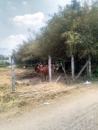 Hình ảnh Cần bán đất xã Trung Lập Hạ - Củ Chi